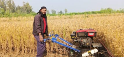 धान काट्न मजदुरको सट्टा रिपर मेसिन
