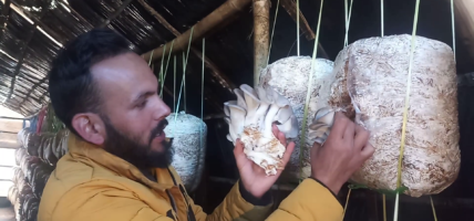 च्याउ बेचेर वार्षिक पच्चीस लाख आम्दानी गर्दै मौरडाका खेमराज