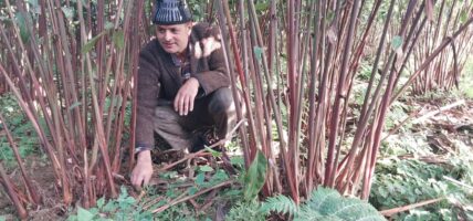 एकै परिवारद्वारा एक वर्षमा ३४ लाखको अलैँची उत्पादन