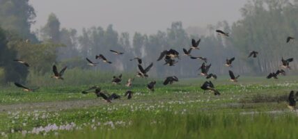 तालतलैयामा आगन्तुक चराको चहलपहल, जलपन्छी गणना सुरु