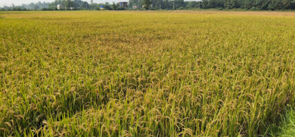 यस वर्ष ५९ लाख ५५ हजार मेट्रिक टन धान उत्पादन हुने अनुमान