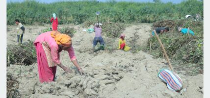 माघेसङ्क्रान्ति नजिकिएसँगै सर्लाहीका किसानलाई तरुल खन्न भ्याइनभ्याइ