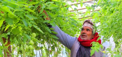 सागसब्जी फलाएर जीविकोपार्जन गर्दै बागलुङका किसान