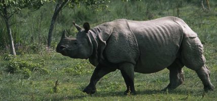 साउन यता १७ गैंडा मरे