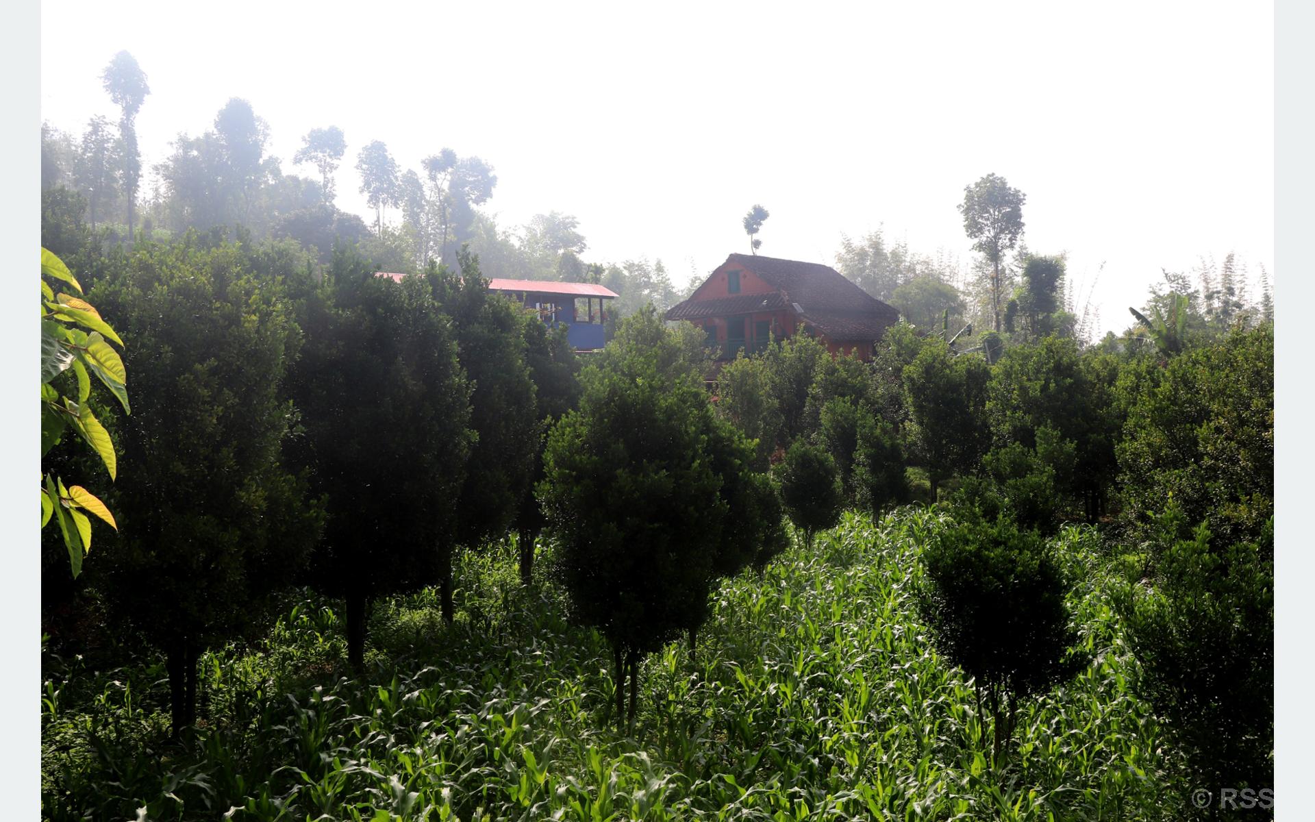 image image