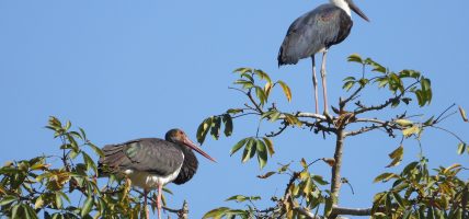 गुल्मीमा ३५५ प्रजातिका चरा