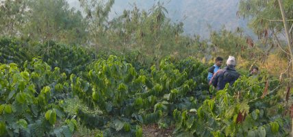 काभ्रेपलाञ्चोकका किसान मल्चिङ विधिबाट कफी खेती गर्दै