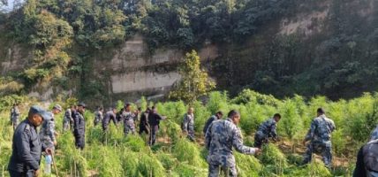 नेपाल प्रहरी र सशस्त्र प्रहरीद्वारा सर्लाहीमा गाँजाखेती फडानी अभियान
