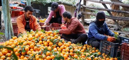 माघ लागेपछि सुन्तला टिप्दै म्याग्दीका किसान