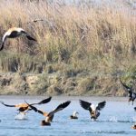 जाडो छल्न आएका चरा फर्किन थाले