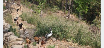 बाख्रापालनमा निर्भर धारापानीका बासिन्दा