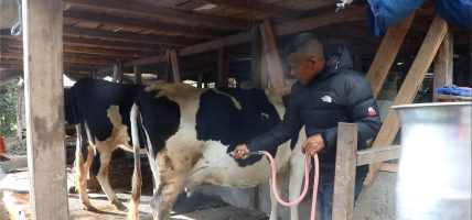 गाउँमै सम्भावना खोज्दै वडाध्यक्ष तामाङ, गाईपालनबाट आत्मनिर्भरता
