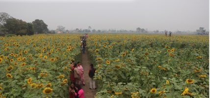 सूर्यमुखी बगानले तान्यो चितवनमा कृषि पर्यटनको ध्यान