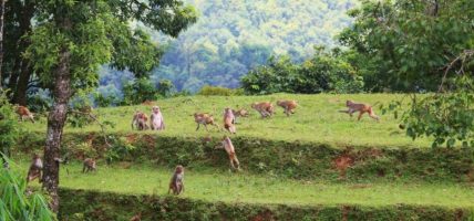 बाँदर आतङ्कले रित्तिँदै गाउँ : भोजपुरमा खेतीयोग्य जमिन बाँझिने चिन्ता