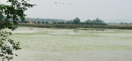 ओझेलमा देवीदह, संरक्षण नहुँदा चराको बासस्थान मासिँदै
