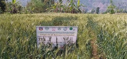 पर्वतमा गहुँबालीको प्रजनन बिउ उत्पादन गरिँदै
