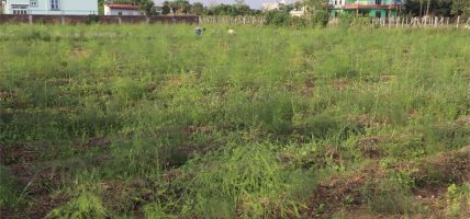 नारायणधाम आश्रममा कुरिलो खेती, आत्मनिर्भर बन्ने प्रयास सफल