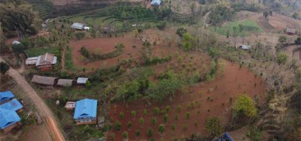 लुङ्गिनमा सुन्तलाको सुनौलो भविष्य: परम्परागत खेती छाड्दै किसानको नयाँ यात्रा