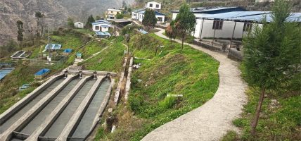 रेन्वो ट्राउट माछापालनका लागि रसुवा वैज्ञानिक केन्द्र बन्दै