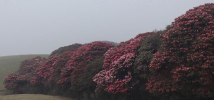 गुराँसको रंगीन मुस्कानले मुन्दुम ट्रेलमा पर्यटकको भीड बढ्यो