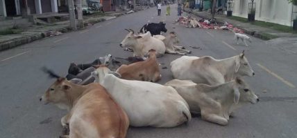 प्रविधिसँगै बढ्दो छाडा चौपाया समस्या, किसानदेखि सडकसम्म असर प्रविधिसँगै बढ्दो छाडा चौपाया समस्या, किसानदेखि सडकसम्म असर