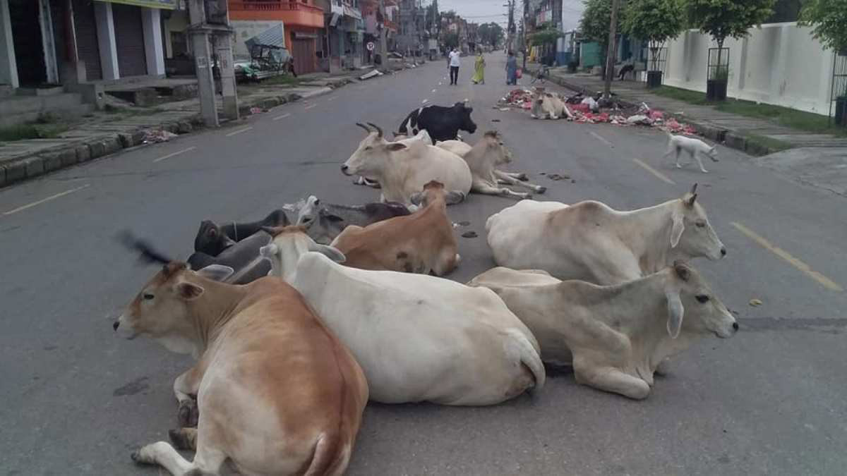 प्रविधिसँगै बढ्दो छाडा चौपाया समस्या, किसानदेखि सडकसम्म असर प्रविधिसँगै बढ्दो छाडा चौपाया समस्या, किसानदेखि सडकसम्म असर