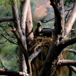 चार प्रजातिका दुर्लभ गिद्धको सफल प्रजनन