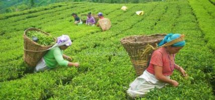 नेपाली चिया निर्यातमा दुई महिनादेखि भारतीय अवरोध, सरकारले खोजेन समाधानको उपाए नेपाली चिया निर्यातमा दुई महिनादेखि भारतीय अवरोध, सरकारले खोजेन समाधानको उपाए
