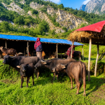 बुढापाकाले धानेको घुम्ती गोठ