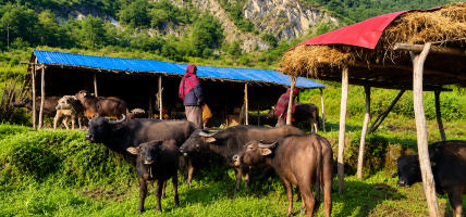 बुढापाकाले धानेको घुम्ती गोठ