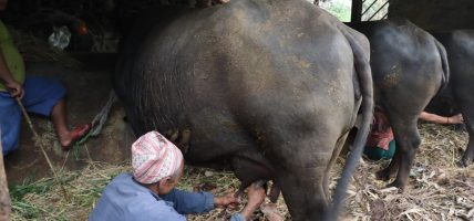 ‘विदेश जाने सपना टुटे पनि गोठबाट मिल्यो स्वदेशमै सफलता’