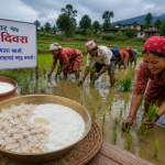 सांस्कृतिक पर्व असार १५ः धान दिवससहित दही चिउरा खाएर मनाइँदै