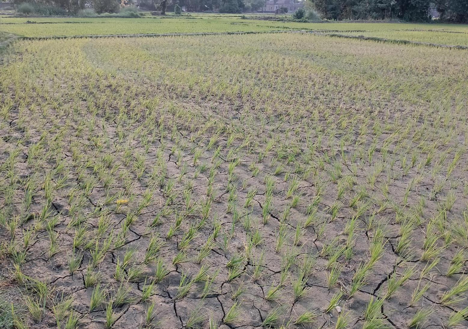 दुई सातादेखि आकाश सुख्खा : नवलपरासीमा खडेरीको असर, धानबाली र खानेपानी दुवै संकटमा