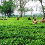 सरकारी आश्वासनपछि खुल्दै चिया उद्योग