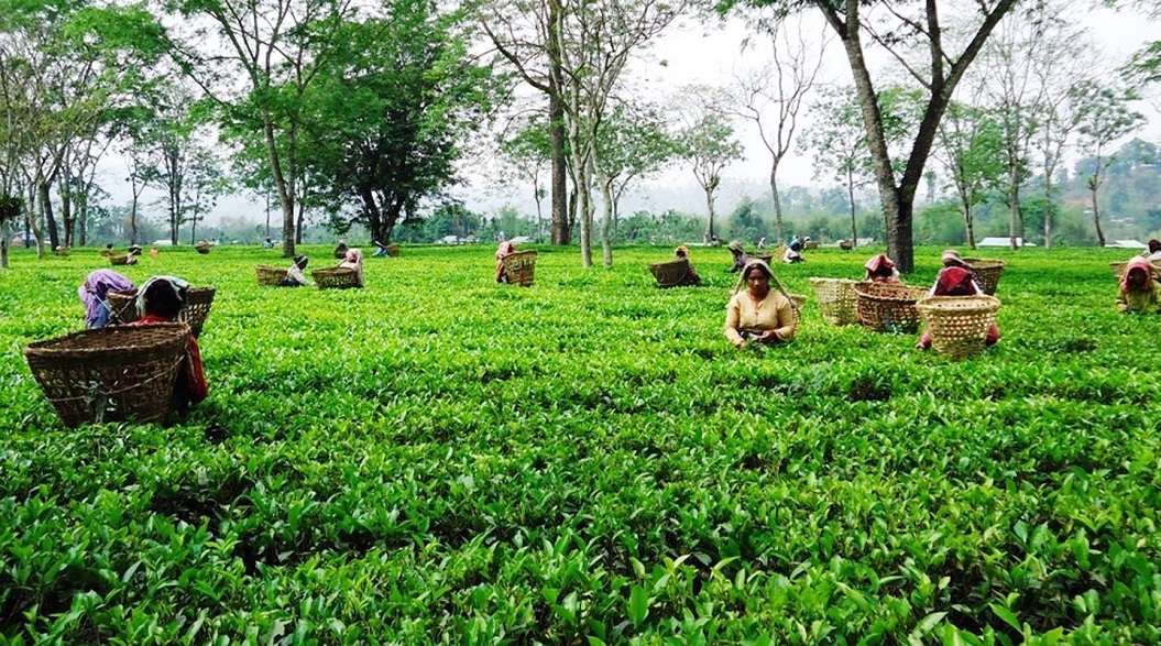 सरकारी आश्वासनपछि खुल्दै चिया उद्योग
