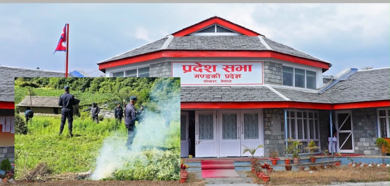 गण्डकीमा गाँजा वैधानिक