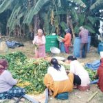 गुन्द्रुकको स्वादमा महिलाको सफलता, गाउँमा आत्मनिर्भरताको नयाँ कथा गुन्द्रुकको स्वादमा महिलाको सफलता, गाउँमा आत्मनिर्भरताको नयाँ कथा