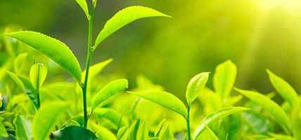 नेपालमा उत्पादित चियाको निर्यातमा गिरावट