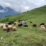 भाल्चेको भेडा फार्म : नश्ल संरक्षणसँगै पर्यटनको नयाँ गन्तव्य भाल्चेको भेडा फार्म : नश्ल संरक्षणसँगै पर्यटनको नयाँ गन्तव्य