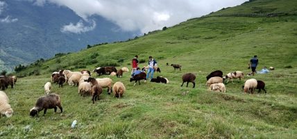 भाल्चेको भेडा फार्म : नश्ल संरक्षणसँगै पर्यटनको नयाँ गन्तव्य भाल्चेको भेडा फार्म : नश्ल संरक्षणसँगै पर्यटनको नयाँ गन्तव्य