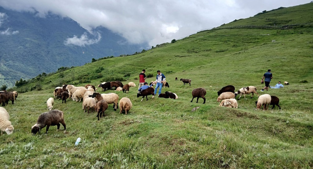भाल्चेको भेडा फार्म : नश्ल संरक्षणसँगै पर्यटनको नयाँ गन्तव्य भाल्चेको भेडा फार्म : नश्ल संरक्षणसँगै पर्यटनको नयाँ गन्तव्य