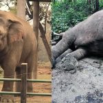 सौराहाको ‘सेलिब्रेटी’ हात्ती रोनाल्डो अब रहेन सौराहाको ‘सेलिब्रेटी’ हात्ती रोनाल्डो अब रहेन