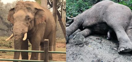 सौराहाको ‘सेलिब्रेटी’ हात्ती रोनाल्डो अब रहेन सौराहाको ‘सेलिब्रेटी’ हात्ती रोनाल्डो अब रहेन