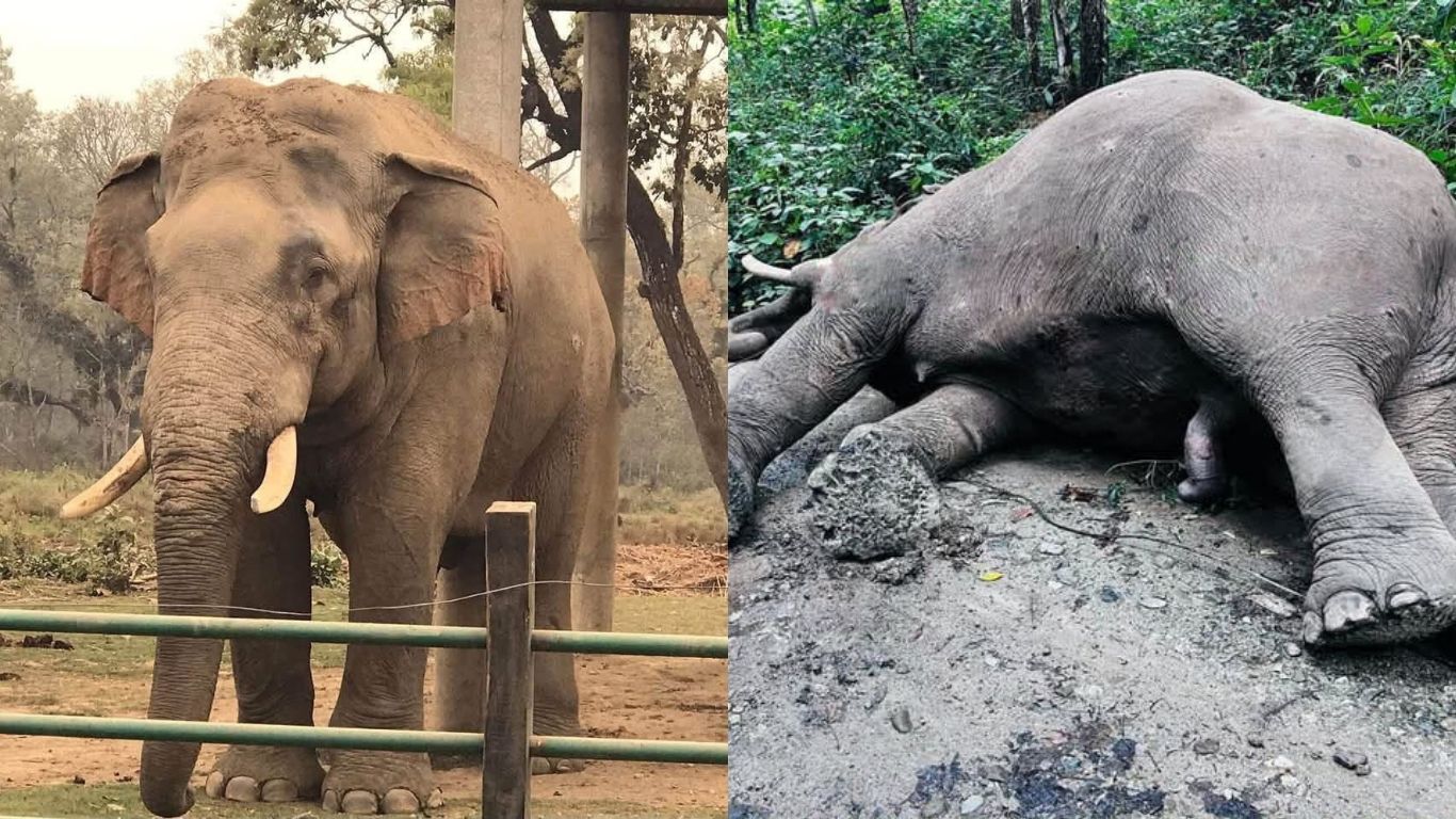 सौराहाको ‘सेलिब्रेटी’ हात्ती रोनाल्डो अब रहेन सौराहाको ‘सेलिब्रेटी’ हात्ती रोनाल्डो अब रहेन