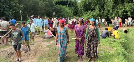 हराउँदै गएको सीप जोगाउन बाँस रोप्दै थारू समुदाय
