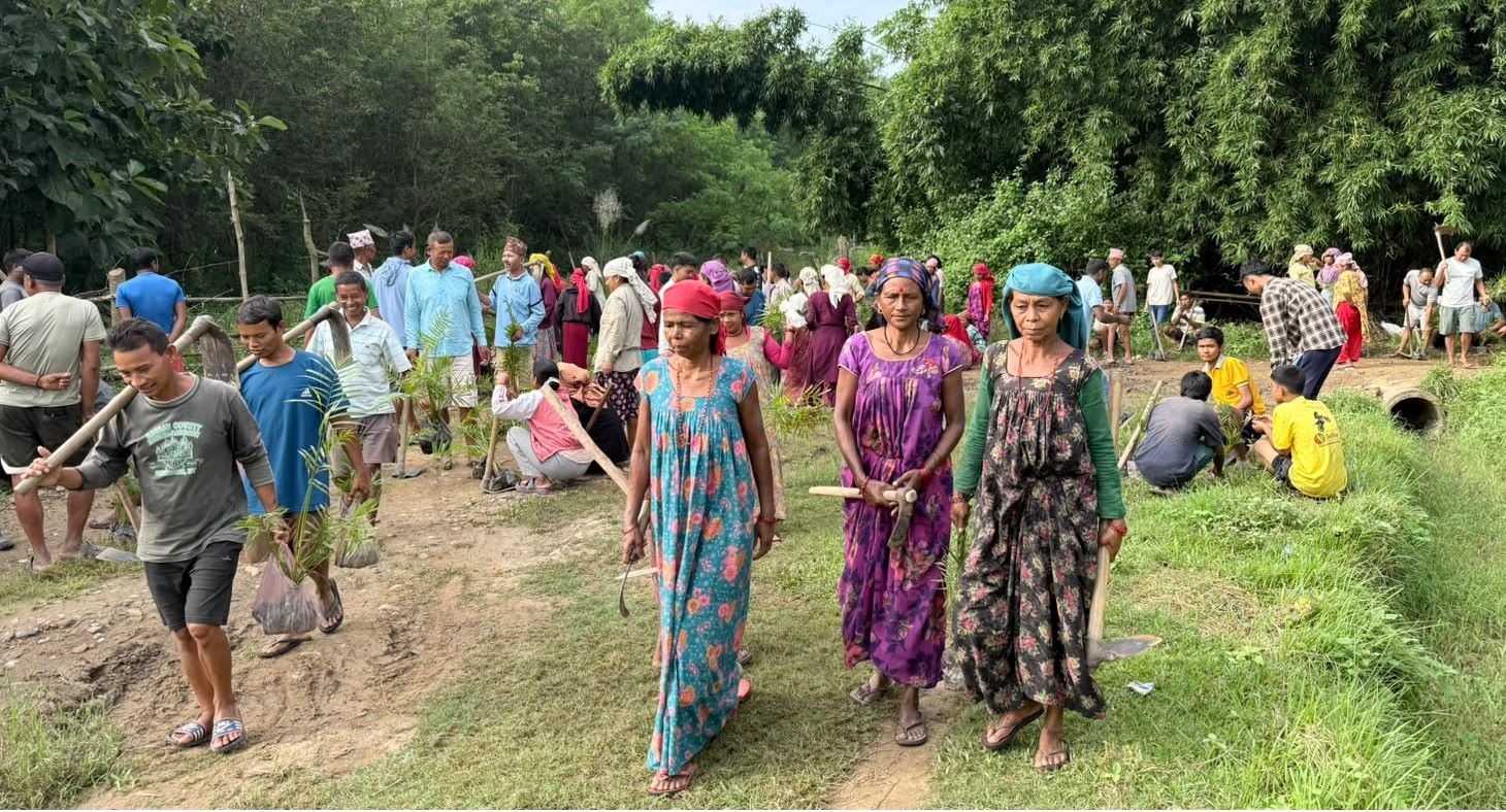 हराउँदै गएको सीप जोगाउन बाँस रोप्दै थारू समुदाय
