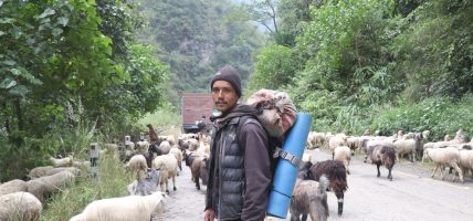 भेडाच्यांग्रा बिक्री गर्न महिनौ पैदल यात्रा भेडाच्यांग्रा बिक्री गर्न महिनौ पैदल यात्रा