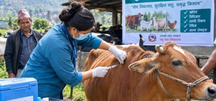 कास्कीमा पशु खोप अभियान प्रभावकारी, एक वर्षमा दुई लाखभन्दा बढी मात्रा खोप