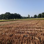 चारैतिर दशैँको रौनकता छाएपनि बाँकेका किसानलाई धान भित्र्याउने चटारो चारैतिर दशैँको रौनकता छाएपनि बाँकेका किसानलाई धान भित्र्याउने चटारो
