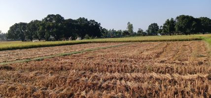 चारैतिर दशैँको रौनकता छाएपनि बाँकेका किसानलाई धान भित्र्याउने चटारो चारैतिर दशैँको रौनकता छाएपनि बाँकेका किसानलाई धान भित्र्याउने चटारो